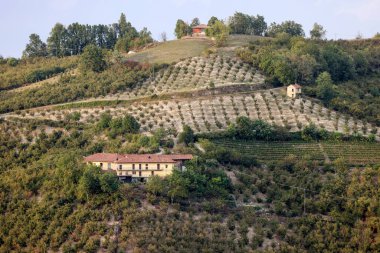 Piedmont, İtalya 'da Albaretto della Torre bölgesinde fındık ağaçları