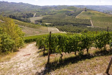 Grinzane Cavour 'dan Langhe üzüm bağlarının manzarası. UNESCO Sitesi, Piedmont, İtalya