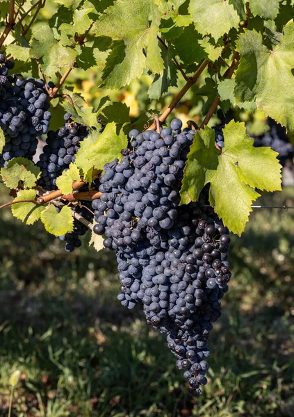 Krásná Parta Černých Nebbiolových Hroznů Zelenými Listy Vinicích Barola Piemonte — Stock fotografie