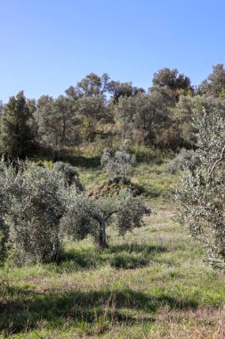 Grosseto 'nun Montemassi bölgesindeki bir yamaçta eski zeytin ağaçları. Toskana 'da. İtalya