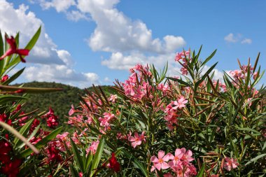 Güzel küçük Oleander çiçekleri. Beyaz, pembe ya da kırmızı çiçek kümeleri için sıcak ülkelerde yaygın olarak yetişen zehirli ve yeşil bir çalılık..