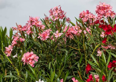 Güzel küçük Oleander çiçekleri. Beyaz, pembe ya da kırmızı çiçek kümeleri için sıcak ülkelerde yaygın olarak yetişen zehirli ve yeşil bir çalılık..