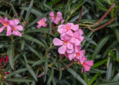 Güzel küçük Oleander çiçekleri. Beyaz, pembe ya da kırmızı çiçek kümeleri için sıcak ülkelerde yaygın olarak yetişen zehirli ve yeşil bir çalılık..