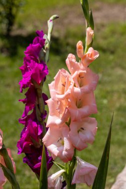 Renkli gladioli yazın bahçede çiçek açıyor.