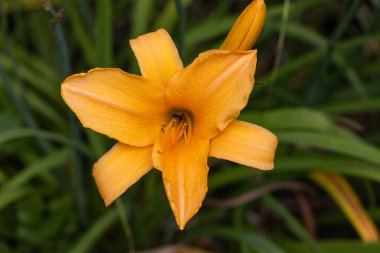 Yaz bahçesindeki sarı zambak. Zambak çiçeklerine yakın çekim.