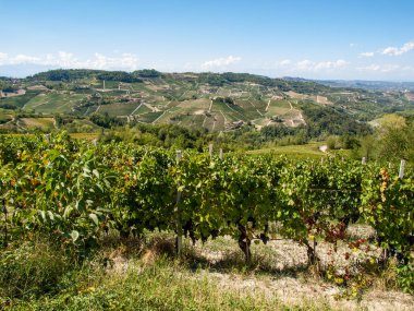 Barolo Unesco Sitesi yakınlarındaki Langhe üzüm bağları, Piedmont, İtalya