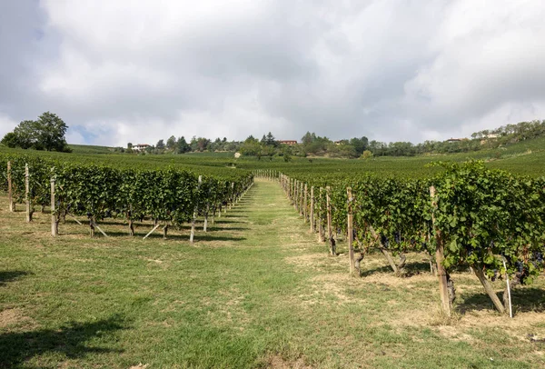 Barolo ve La Morra yakınlarındaki Langhe üzüm bağları, Unesco Sitesi, Piedmont, İtalya