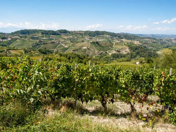 Langhe Vineyards Barolo Unesco Site Piedmont Italy — Fotografia de Stock