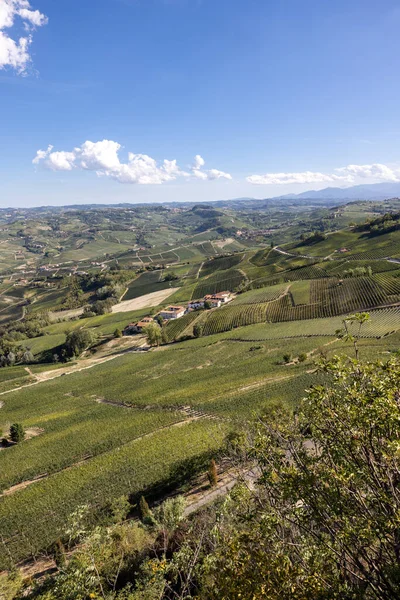 La Morra 'dan Langhe üzüm bağlarının manzarası, UNESCO Sitesi, Piedmont, İtalya