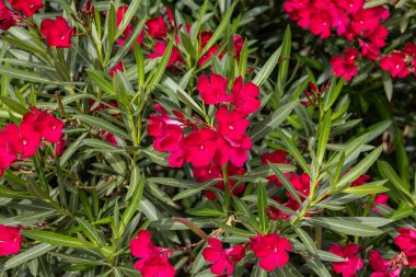 Güzel küçük Oleander çiçekleri. Beyaz, pembe ya da kırmızı çiçek kümeleri için sıcak ülkelerde yaygın olarak yetişen zehirli ve yeşil bir çalılık..