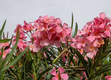 Güzel küçük Oleander çiçekleri. Beyaz, pembe ya da kırmızı çiçek kümeleri için sıcak ülkelerde yaygın olarak yetişen zehirli ve yeşil bir çalılık..