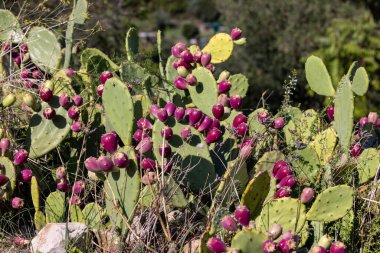 Yakın plan Opuntia incir ağacı, kaktüs armudu veya dikenli armut, kırmızı meyveli.