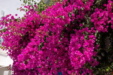 Santorini adasında çiçek açan kırmızı begonviller..