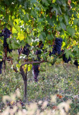 Barolo, Piemonte, Langhe şarap bölgesi ve İtalya 'nın Unesco mirasında yeşil yapraklı güzel siyah nebbiolo üzümleri.