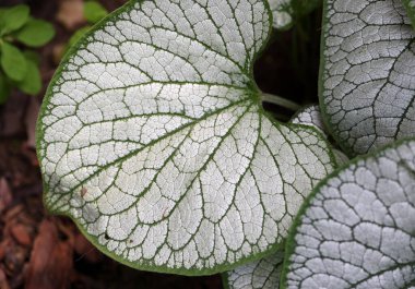 Kalpli brunnera, Sibirya böceği parlatıcısı, Brunnera makrophylla Jack Frost bahçede.