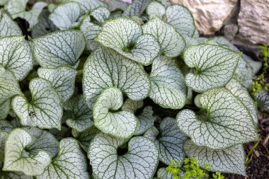 Kalpli brunnera, Sibirya böceği parlatıcısı, Brunnera makrophylla Jack Frost bahçede.