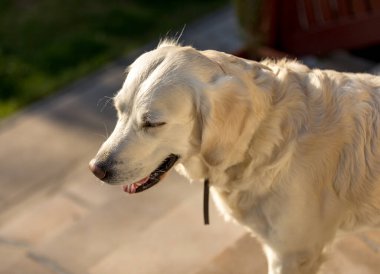 Güzel Golden Retriever Bahçede