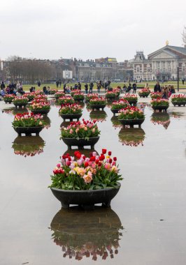 Amsterdam, Hollanda - 21 Nisan 2023: Amsterdam 'daki Rijksmuseum' un önündeki gölette renkli laleler. Hollanda