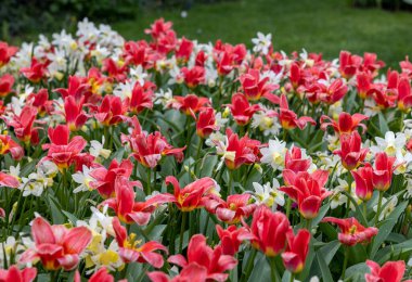 Bahçede açan beyaz nergisler ve kırmızı laleler.
