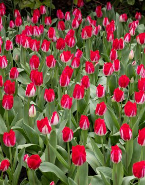 bir bahçede çiçek açan kırmızı lale