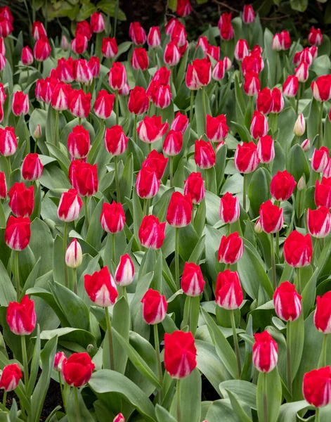 bir bahçede çiçek açan kırmızı lale