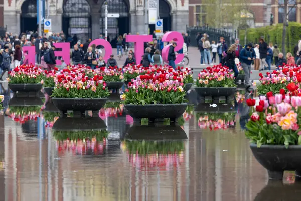 Amsterdam, Hollanda - 21 Nisan 2023: Amsterdam 'daki Rijksmuseum' un önündeki gölette renkli laleler. Hollanda