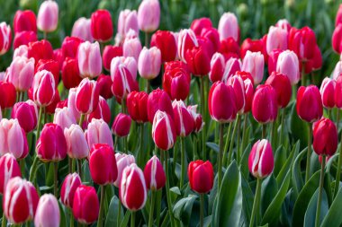 Bahçede açan kırmızı ve pembe laleler