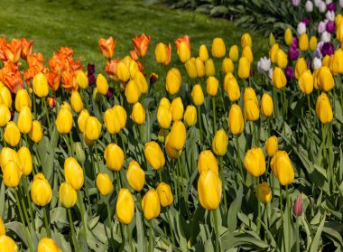 Bir bahçede çiçek açan Sarı laleler