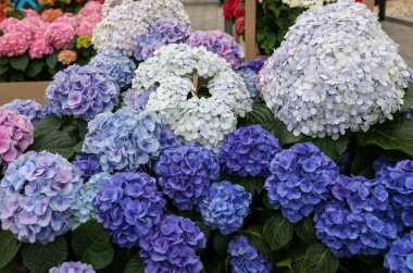  Bahçedeki güzel beyaz ve mavi bir ortancaya yakın çekim