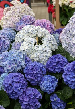  Bahçedeki güzel beyaz ve mavi bir ortancaya yakın çekim