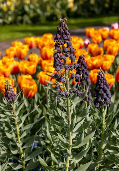 Dark flowers of Fritllaria Persica and orange tulips blooming in a garden