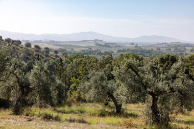 Grosseto 'nun Montemassi bölgesindeki bir yamaçta eski zeytin ağaçları. Toskana 'da. İtalya