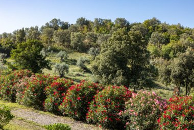 Grosseto 'nun Montemassi bölgesindeki bir yamaçta eski zeytin ağaçları ve zakkum çalıları. Toskana 'da. İtalya