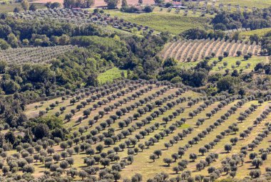 Grosseto bölgesindeki Montemassi çevresindeki tarım arazileri ve zeytinlikler. İtalya