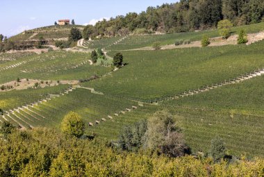 Langhe vineyards near Barolo Unesco Site, Piedmont, Italy