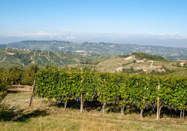 Langhe vineyards near Barolo Unesco Site, Piedmont, Italy