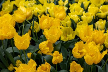 Sarı lalenin adı Sun Frillzz, Fringed Grubu. Laleler çiçek özellikleriyle tanımlanan gruplara ayrılırlar.