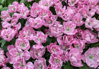 Pembe lale 325-SV-05-1 Double Early grubu. Laleler çiçek özellikleriyle tanımlanan gruplara ayrılırlar.