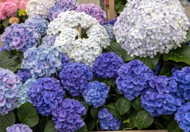  Bahçedeki güzel beyaz ve mavi bir ortancaya yakın çekim