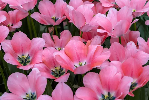 Pink Tulip Called Bella Blush Darwinhybrid Group Tulips Divided Groups Stock Image