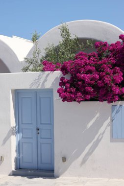 Yunanistan 'ın Cyclades kentindeki Santorini Adası' ndaki Oia 'da beyazlatılmış evin duvarına tırmanan kırmızı begonviller. 