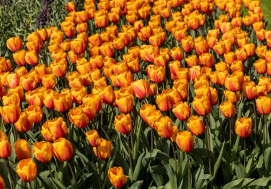 Bahçede açan turuncu laleler