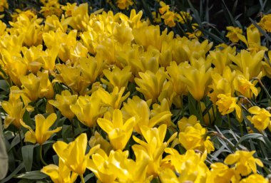 Sarı laleler, sarı imparatoriçe aradı, zambak çiçekli grup. Laleler çiçek özellikleriyle tanımlanan gruplara ayrılırlar.