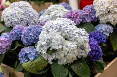  Bahçedeki güzel beyaz ve mavi bir ortancaya yakın çekim