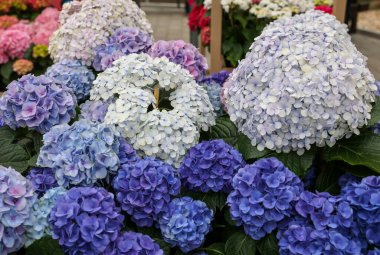  Bahçedeki güzel beyaz ve mavi bir ortancaya yakın çekim