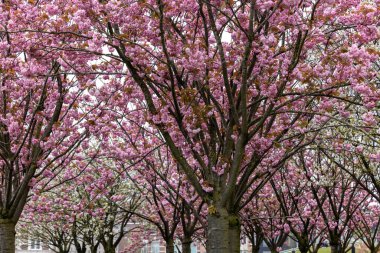 Bir bahar günü Van Gogh müzesinde ve Rijksmuseum 'da çiçek açan ağaçlarla dolu bir bahçe. Amsterdam, Hollanda