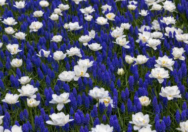 Bahçede açan beyaz laleler ve mavi muscariler.