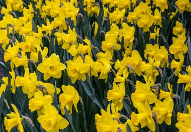 Sarı nergisler bahçede çiçek açıyor.