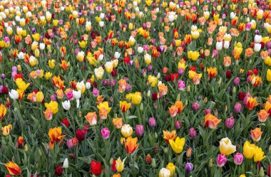 Bahçede açan renkli lalelerin karışımı.
