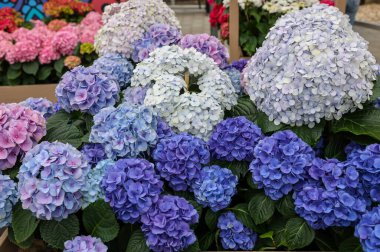  Bahçedeki güzel beyaz ve mavi bir ortancaya yakın çekim